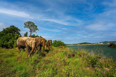 Phuket: Excursión al Parque Natural Ético de Elefantes: Camina y Alimenta a los Elefantes