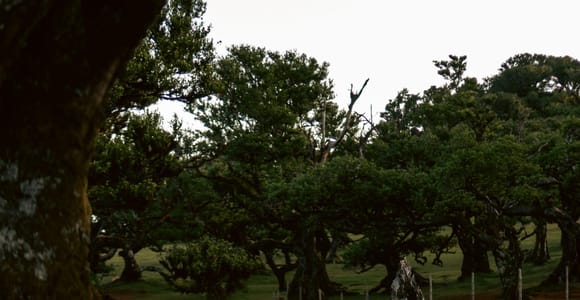 Madeira: Fanal Forest, Waterfalls & Lava Pools Tour