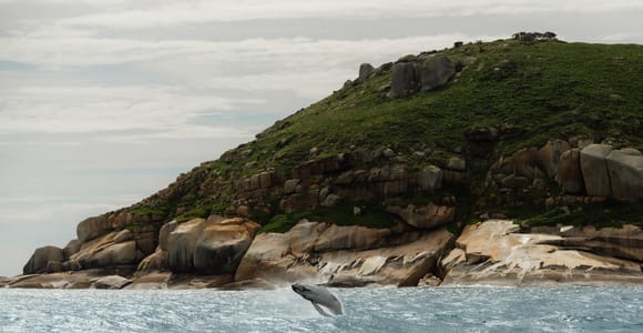 Melbourne: Wilsons Promontory: Whale Watching Cruise