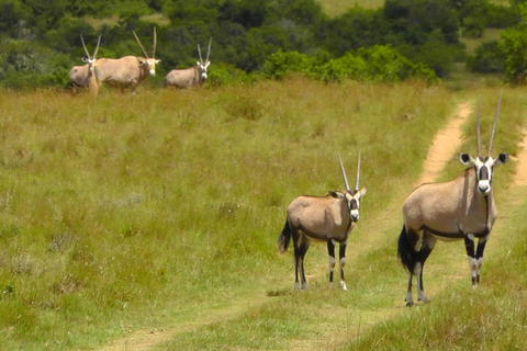 Schotia Safari – Big 5 Experience with High Lion Sightings