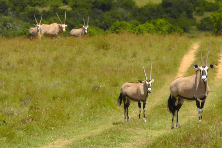 Schotia Safari – Big 5 Experience with High Lion Sightings
