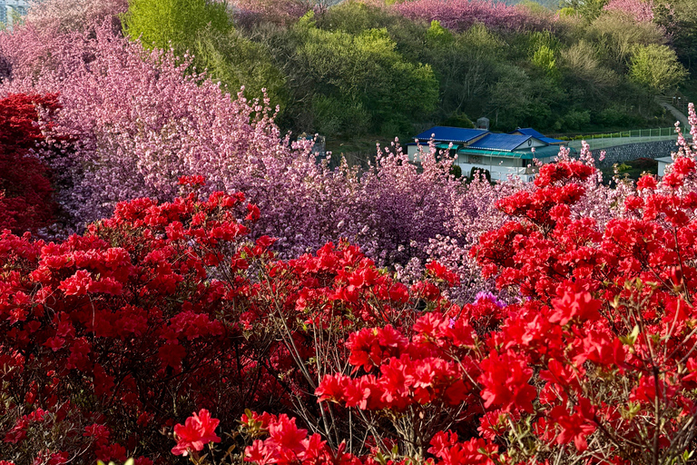 Gwangju: Private Customizable Tour to Jeonju, Damyang, Yeosu Jeonju one day tour