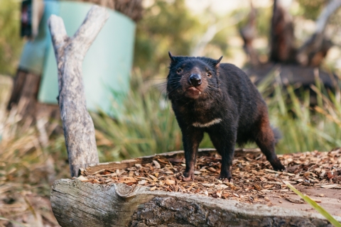 Bonorong Wildlife Sanctuary Wycieczka jednodniowa z Hobart
