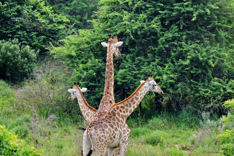 Mwea National Reserve Full-Day Safari from Nairobi