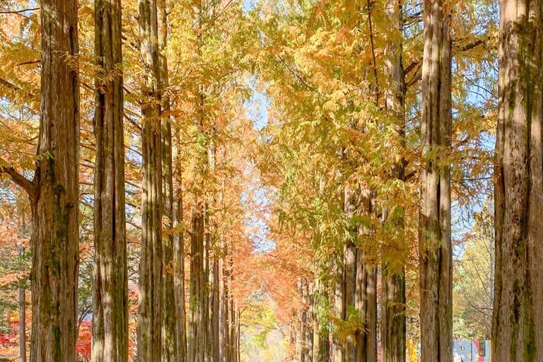 Seoul: Nami Island Private Day Tour with COEX & Café Pokpo