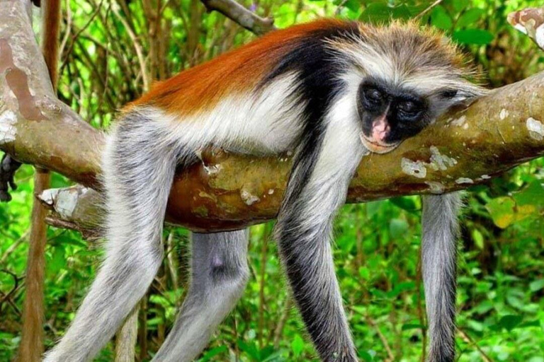 Zanzibar: Red Colobus monkeys & Sea Turtles Swim Guided Tour