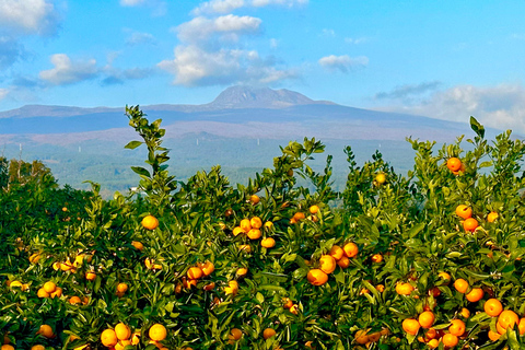 Jeju: Small Group Tour w/Pink Muhly & Tangerine Picking