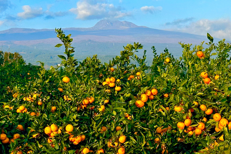 Jeju: Small Group Tour w/Pink Muhly & Tangerine Picking