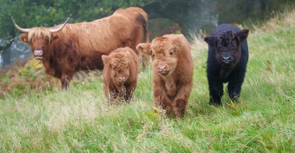 Loch Lomond & Trossachs: Highland Cow Experience with cake
