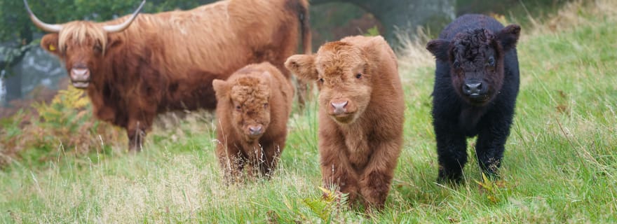 Loch Lomond et Trossachs : expérience avec les vaches des Highlands et gâteau