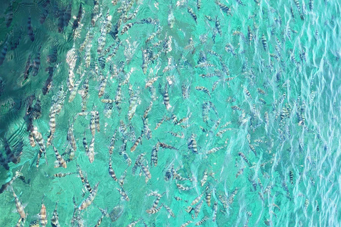 Nadi: Mamanuca Islands Snorkel, Turtle Sanctuary & Lunch