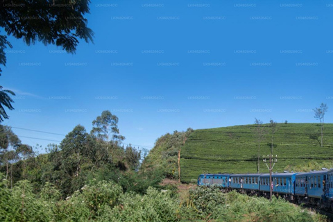 Kandy: Nanu Oya Scenic First Class Railway Experience