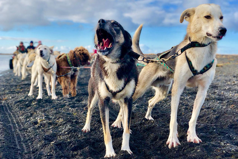 Island-Husky-Tour – Fahrt- und Kuschel-ErlebnisIsland: Husky-Schlittenfahrt und Kuschelerlebnis