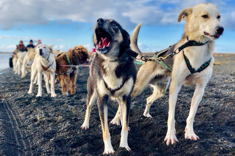 Island-Husky-Tour – Fahrt- und Kuschel-ErlebnisIsland: Husky-Schlittenfahrt und Kuschelerlebnis
