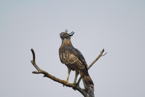 Yala & Bundala Both National Parks: One Day Safari Tour Pick up & Drop off: Yala/Tissa/Kataragama/Kirinda/Weerawila
