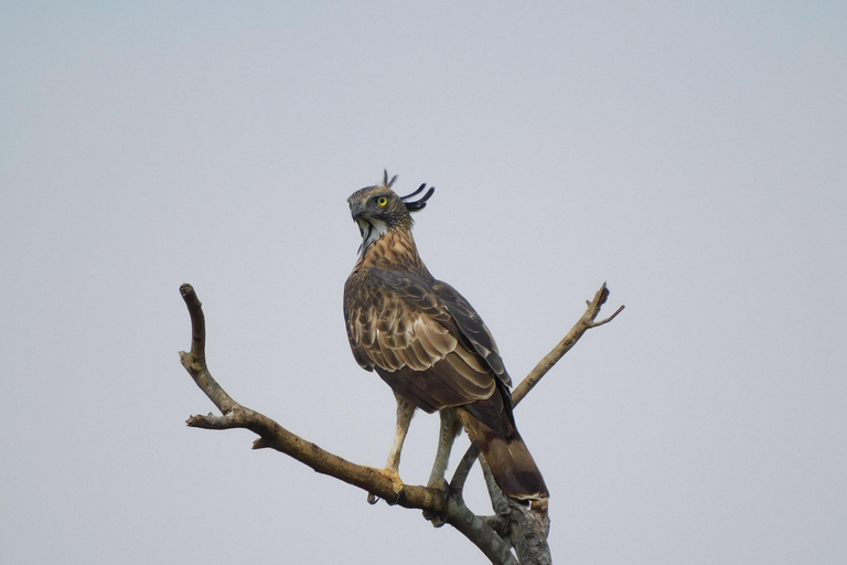Yala & Bundala Both National Parks: One Day Safari Tour Pick up & Drop off: Yala/Tissa/Kataragama/Kirinda/Weerawila