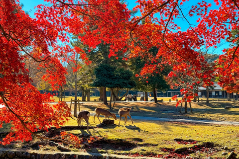 Osaka: Nara, Kyoto, and Arashiyama Day Trip with Train Ride Small Group (1–13 People, Meeting Point Pickup)