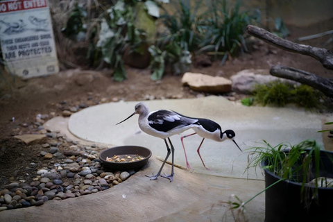 Chicago: A Guided Walking Tour of Lincoln Park Zoo