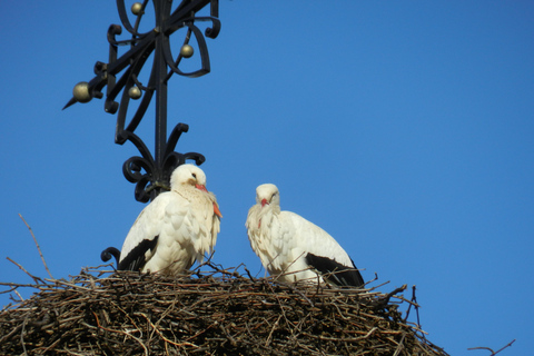 Visite d'une jounée Safari Villages et vignobles Dégustation de vinSafari Tour Villages et vignobles : Journée complète et dégustation de vins