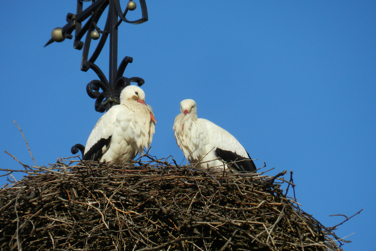 Visite d'une jounée Safari Villages et vignobles Dégustation de vinSafari Tour Villages et vignobles : Journée complète et dégustation de vins