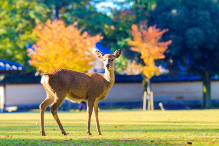 Day tour of Kyoto+Nara, Fushimi Inari Taisha+Arashiyama