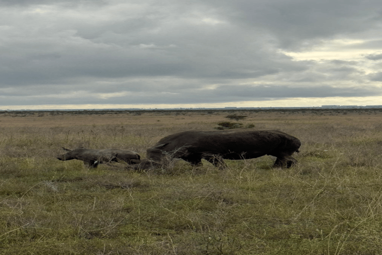 Parco Nazionale di Nairobi Game Drive