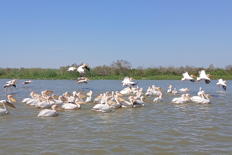 Djoudj Bird National Park Tour Djoudj Birds National Park Tour