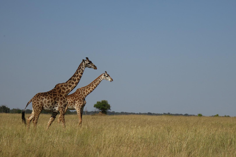 Nairobi National Park Day Trip & Sundowner Adventure Nairobi National Park Day Trip & Sundowner Adventure