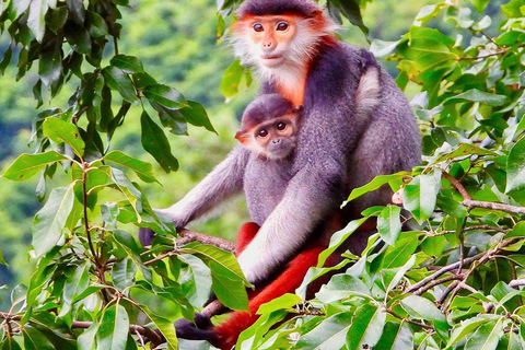 Son Tra Monkey Tours : Spot Red-Shanked Douc & Sightseeings Morning Trip by Driver also Forest Ranger