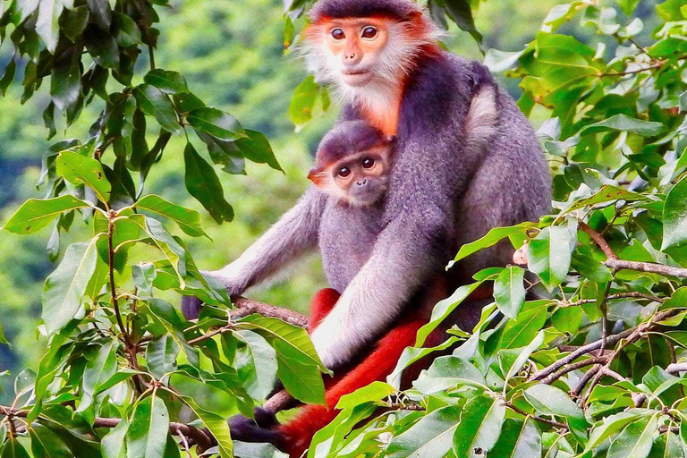 Son Tra Monkey Tours : Spot Red-Shanked Douc & Sightseeings Morning Trip by Driver also Forest Ranger
