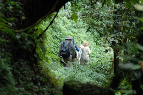 Volcanoes national park : Bisoke hiking day trip