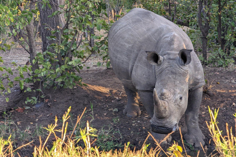 Safari et promenade à la rencontre des rhinocéros