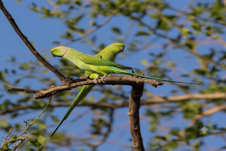 From Sheraro: 5-Day Kafta Sheraro National Park Safari