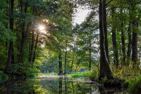 From Berlin: Spreewald, canoe tour at sunset
