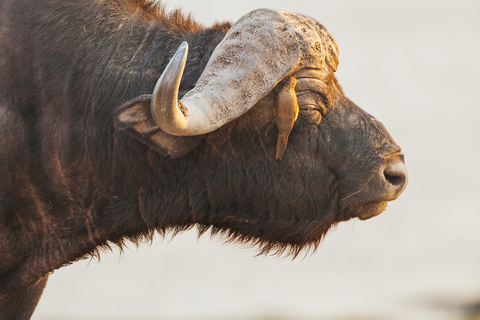 Chobe Ganztagessafari mit Victoria Falls Sunrise Tour Combo