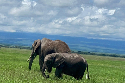 Nairobi: 8-Day Big Five, Culture & Photo Safari 8-Day Big Five, Culture & Photo Safari -Budget accommodation