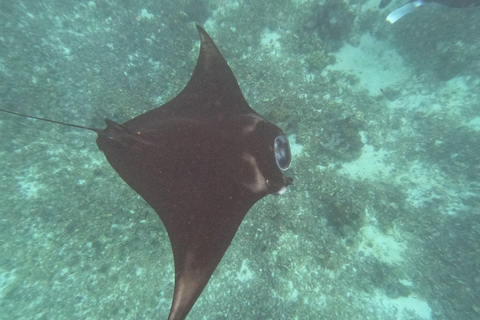 From Labuan Bajo: Komodo National Park 3-Day Liveaboard