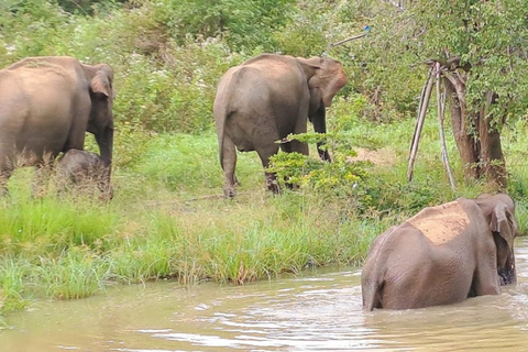 04 dni - lotnisko CMB, Kandy, wycieczka pociągiem, wizyta w Ella, safari