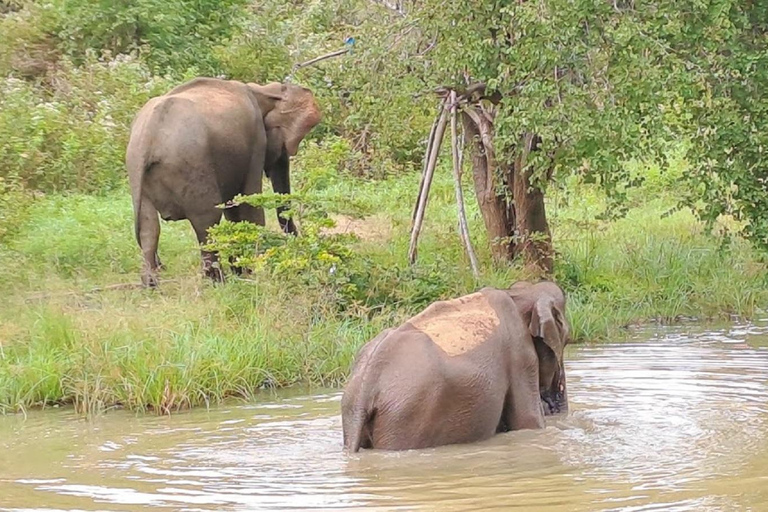 04 dni - lotnisko CMB, Kandy, wycieczka pociągiem, wizyta w Ella, safari