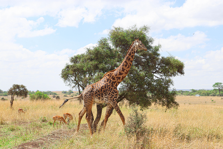 Nairobi National Park: Half-Day TripNairobi National Park: Half-Day Trip in a 4X4