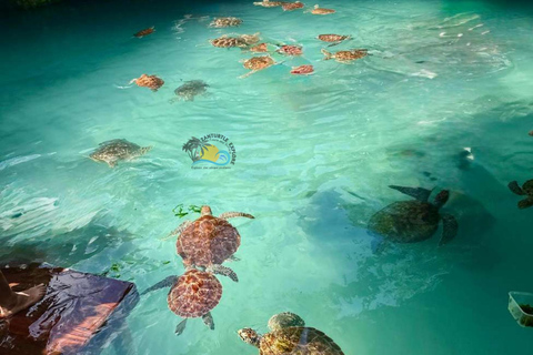 Zanzibar: Swim with Sea Turtles at Salaam Cave with Transfer Hotel Transfer Anywhere in Zanzibar