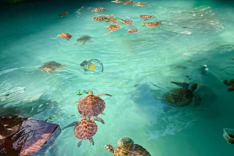 Zanzibar: Swim with Sea Turtles at Salaam Cave with Transfer Hotel Transfer Anywhere in Zanzibar