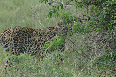 Uganda: Safari de lua de mel de 17 dias com passeio de gorila