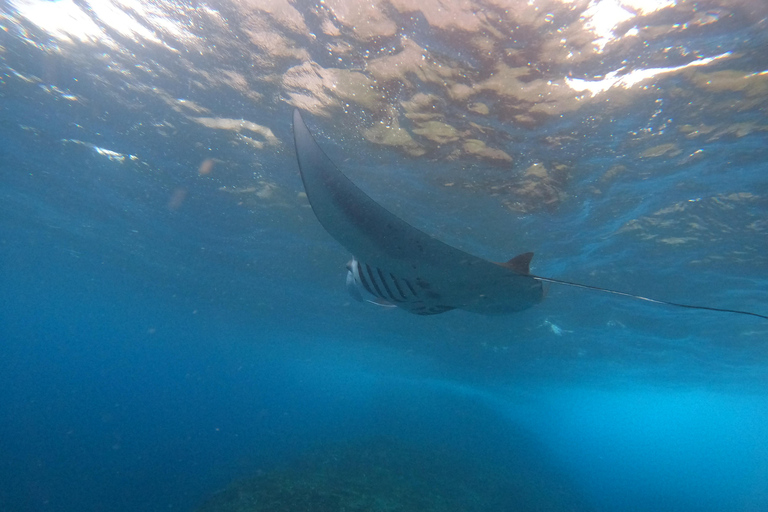 Nusa Penida: Ganztägiges Schnorcheln mit Manta-Rochen am Manta PointSchnorcheln und Westland Tour (Treffpunkt - Penida Port)