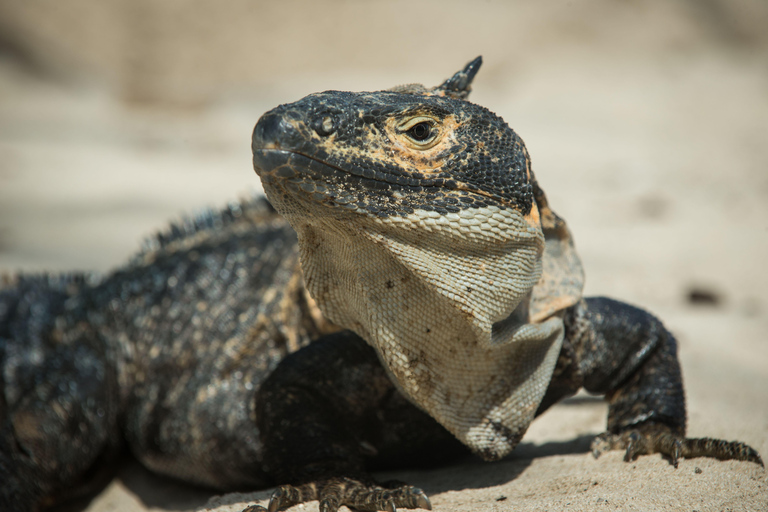 Pedasi: Whale Watching Tour + Isla Iguana
