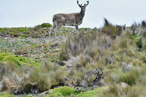 Parco Nazionale Antisana - Avvistamento del condor andino