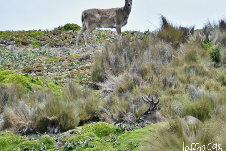 Parc national d&#039;Antisana - Observation du condor des Andes