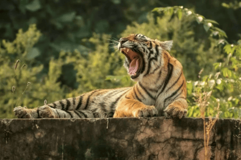 Same Day Sariska National Park Tour with Tiger Safari Same Day Sariska National Park Tour with Two Tiger Safari