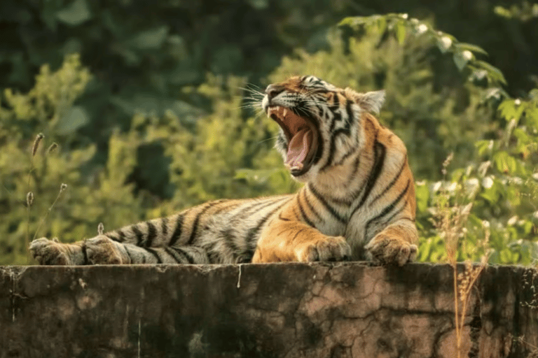 Same Day Sariska National Park Tour with Tiger Safari Same Day Sariska National Park Tour with Two Tiger Safari