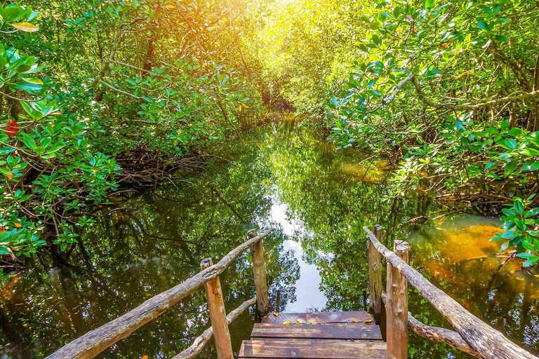 De Zanzibar: Floresta Jozani com observação de golfinhos